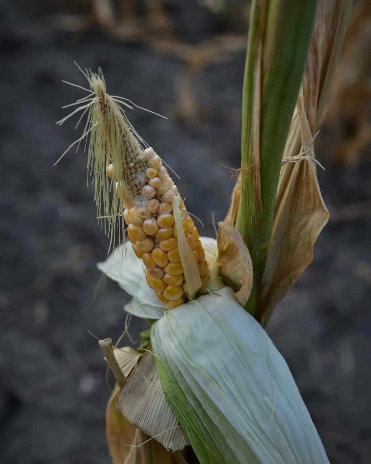 A maize, or sweetcorn, plant affected by the hot and dry conditions
