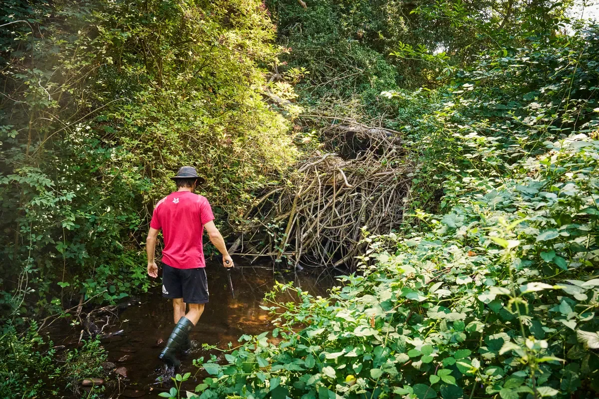 A man in a red shirt with a National Trust logo and black wellies wades through a shaded stream beside a large beaver dam of woven sticks.