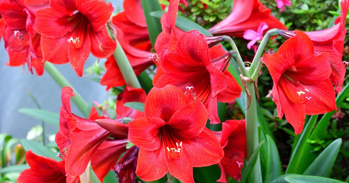 Amaryllis-Pflege im August: Dieser entscheidende Schritt sichert die Winterblüte