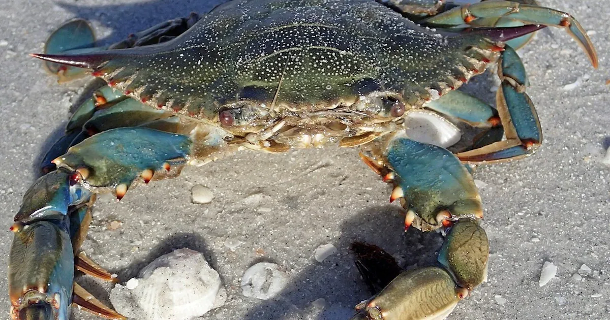 Bis zu 150.000 Oktopusse gegen die Blaukrabbe: Italien startet Großversuch in der Adria