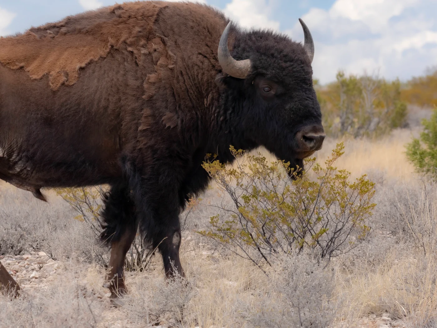 Bison in Neu Mexiko