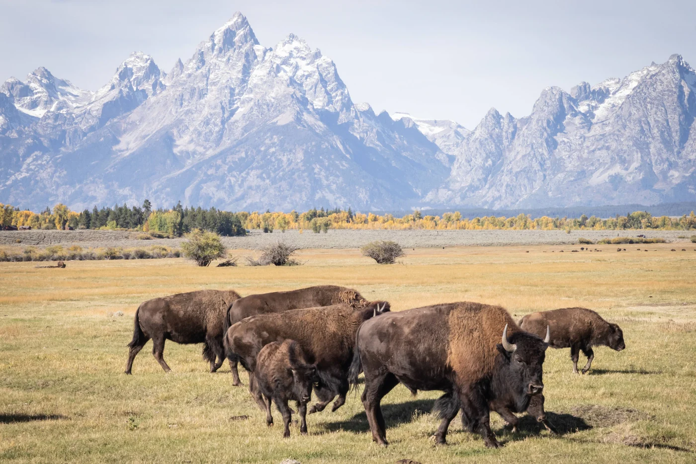 Bisons grasen in Wyoming