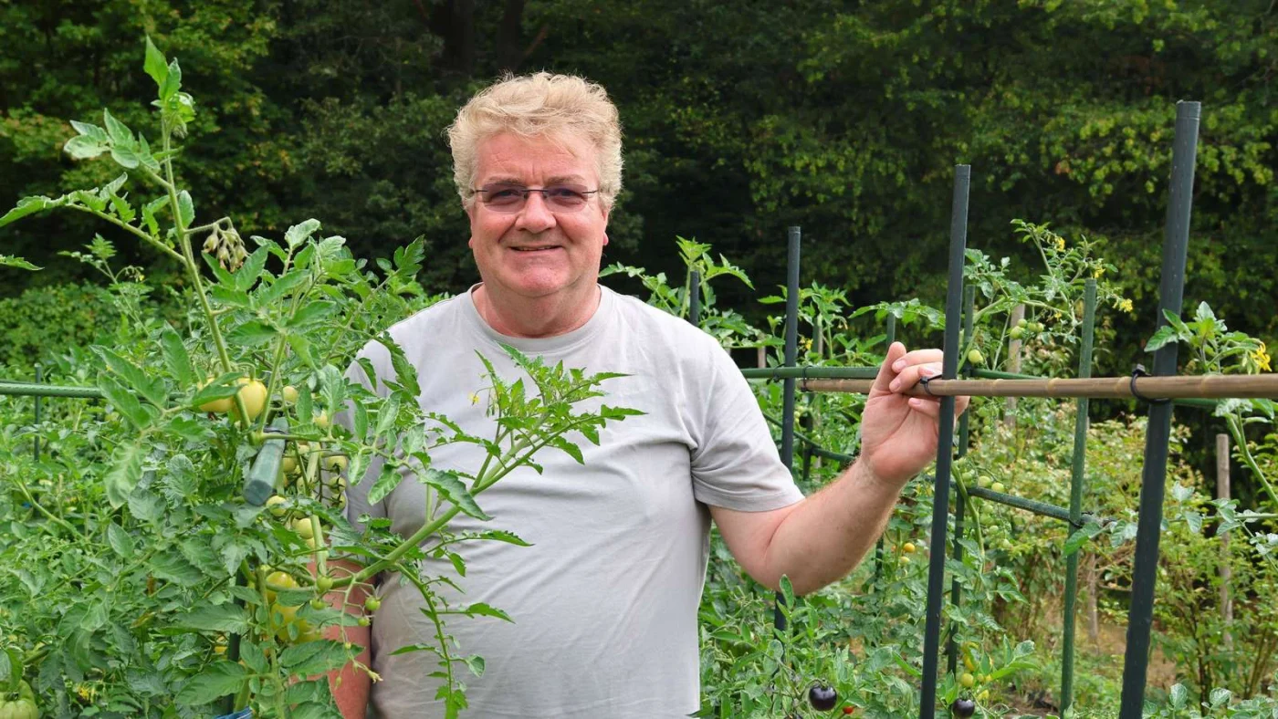 Blick auf König in seinem Garten zwischen den Tomatenpflanzen.