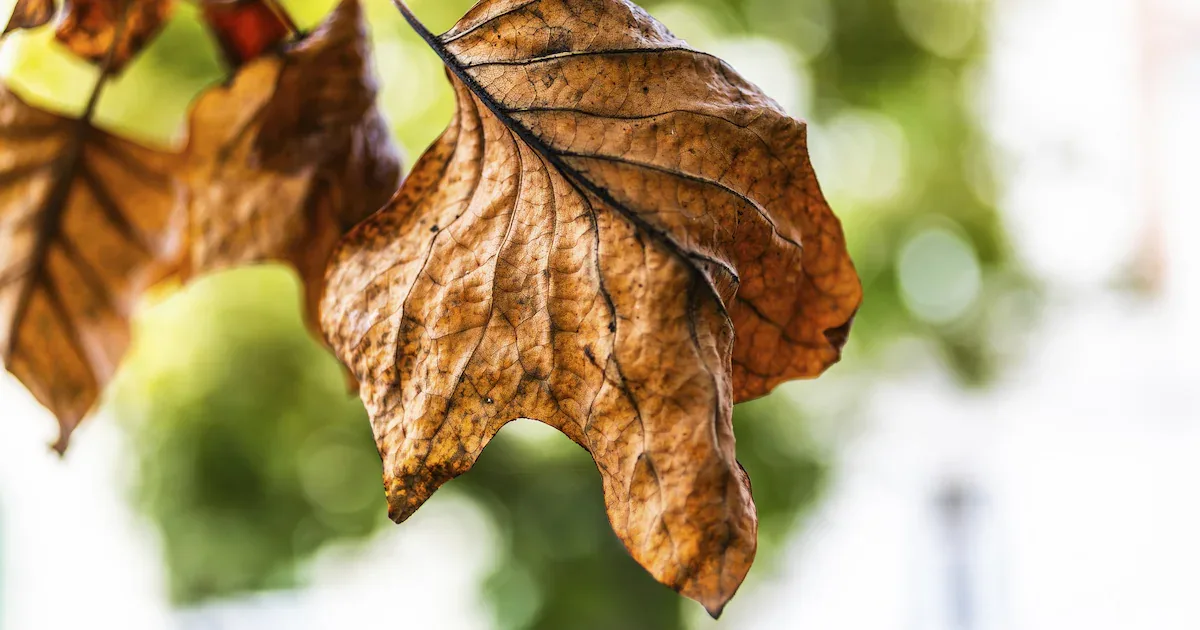 Braune Blätter schon im August: 2 Gründe für den verfrühten Laubfall an Bäumen