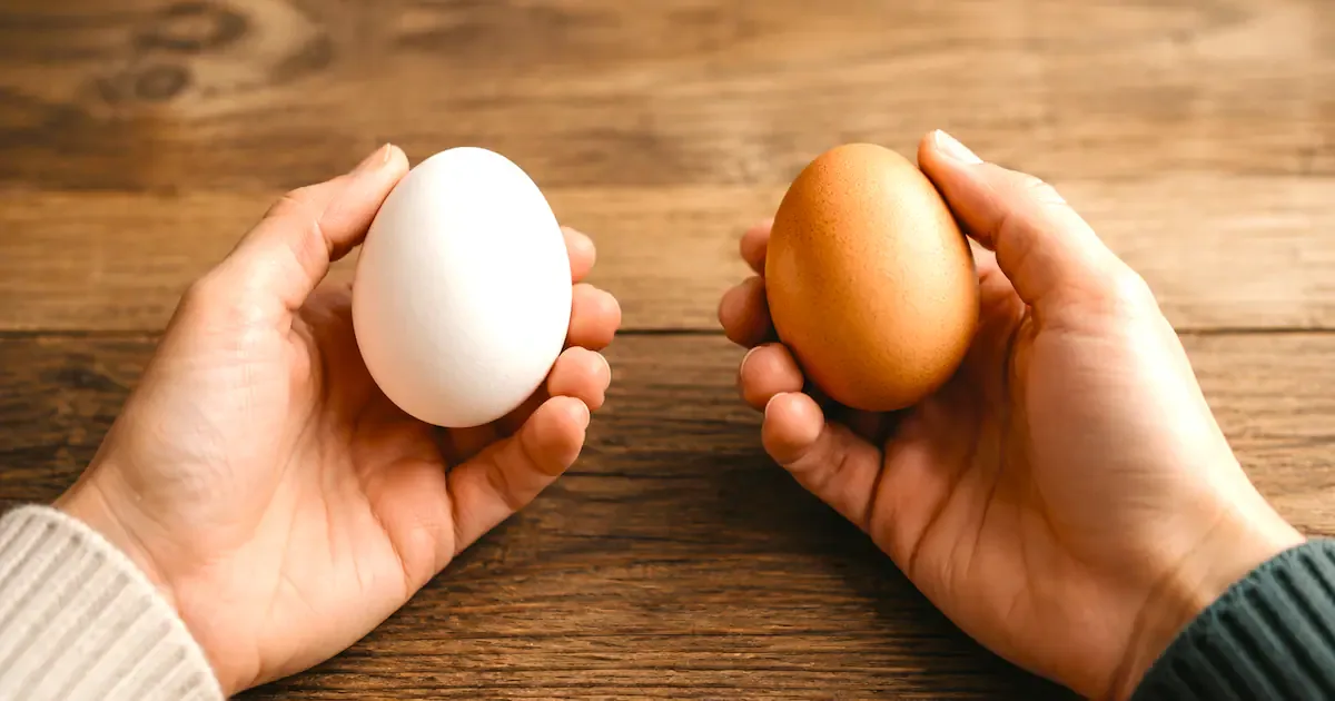 Braune oder weiße Eier: Warum die Farbe beim Kauf keine Rolle spielt