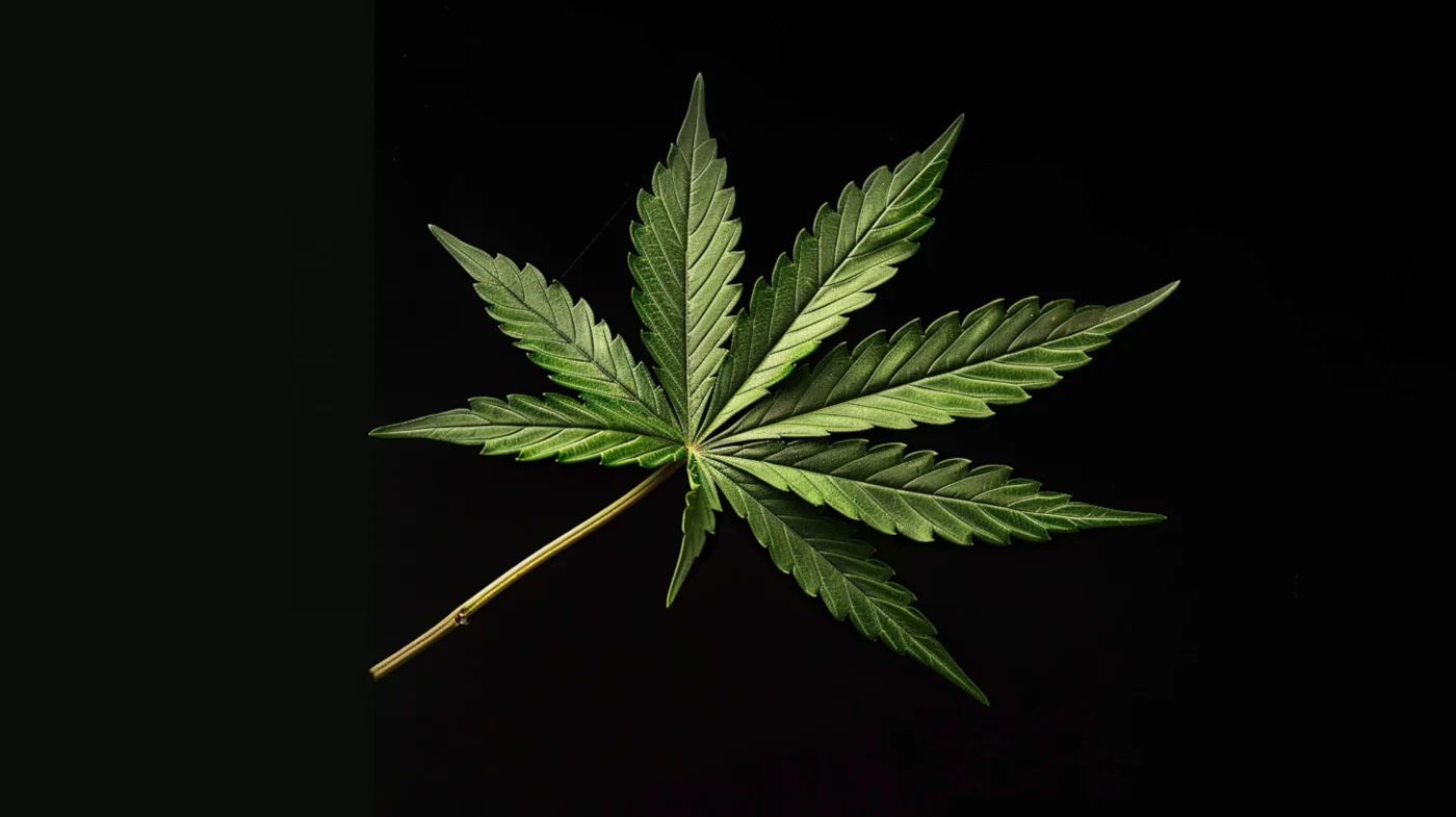 Cannabispflanze
