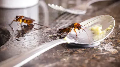 Cómo eliminar para siempre las cucarachas del baño y la cocina: tarda menos de 10 minutos