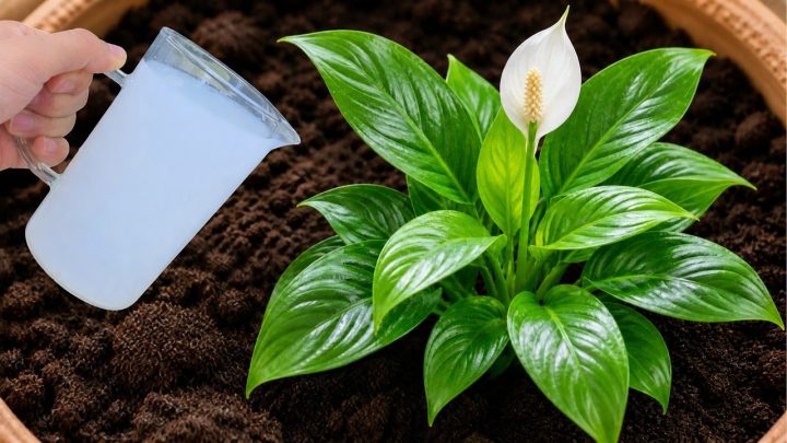 Orchideen ganzjährig zum Blühen bringen: Der Ein-Tassen-Trick für üppige Blütenpracht