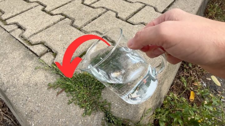 Unkraut und Moos auf Gehwegen: Der einfache Trick für saubere Fugen ohne Chemiekeule