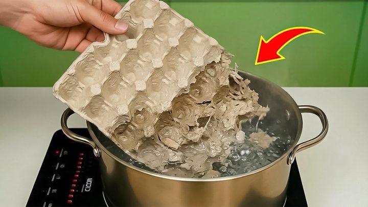 Vom Müll zum Werkstoff: Warum Sie Eierkartons ab jetzt in Wasser kochen sollten