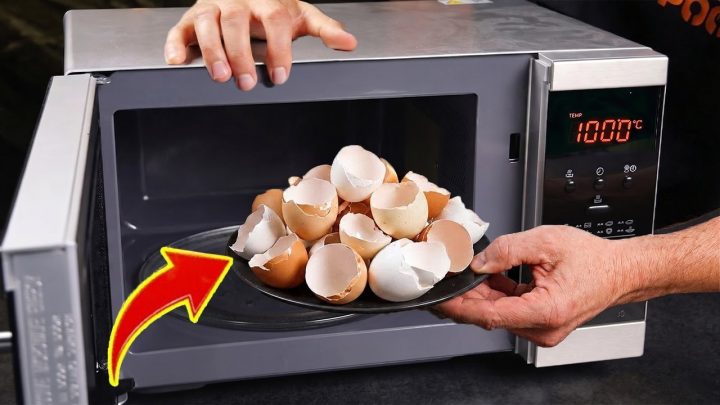 Warum Sie Eierschalen in der Mikrowelle trocknen sollten