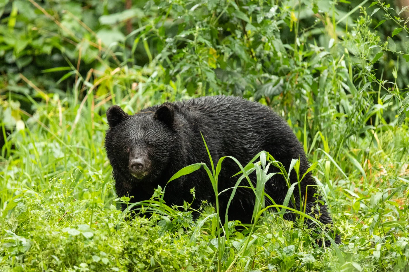 Das Füttern von Wildtieren kann Folgen für Mensch und Tier haben.