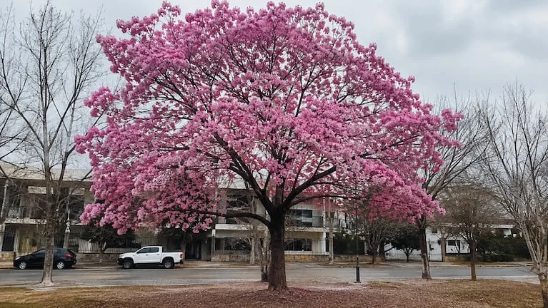Dependiendo de las temperaturas y la ubicación del árbol, la floracion podría darse en pleno invierno. (Imagen ilustrativa generada con IA)