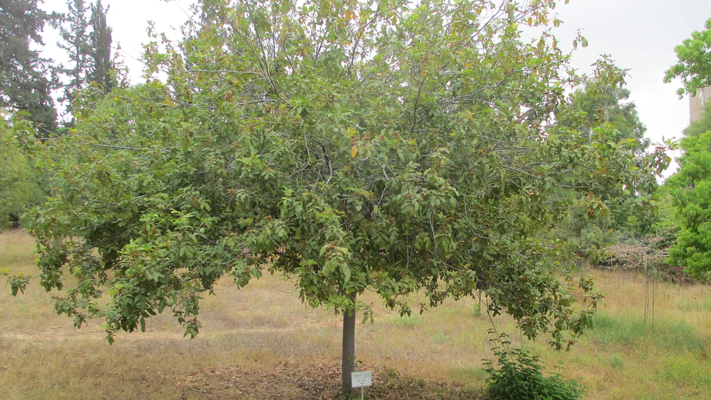 Der Chinesische Talgbaum (Triadica sebifera)