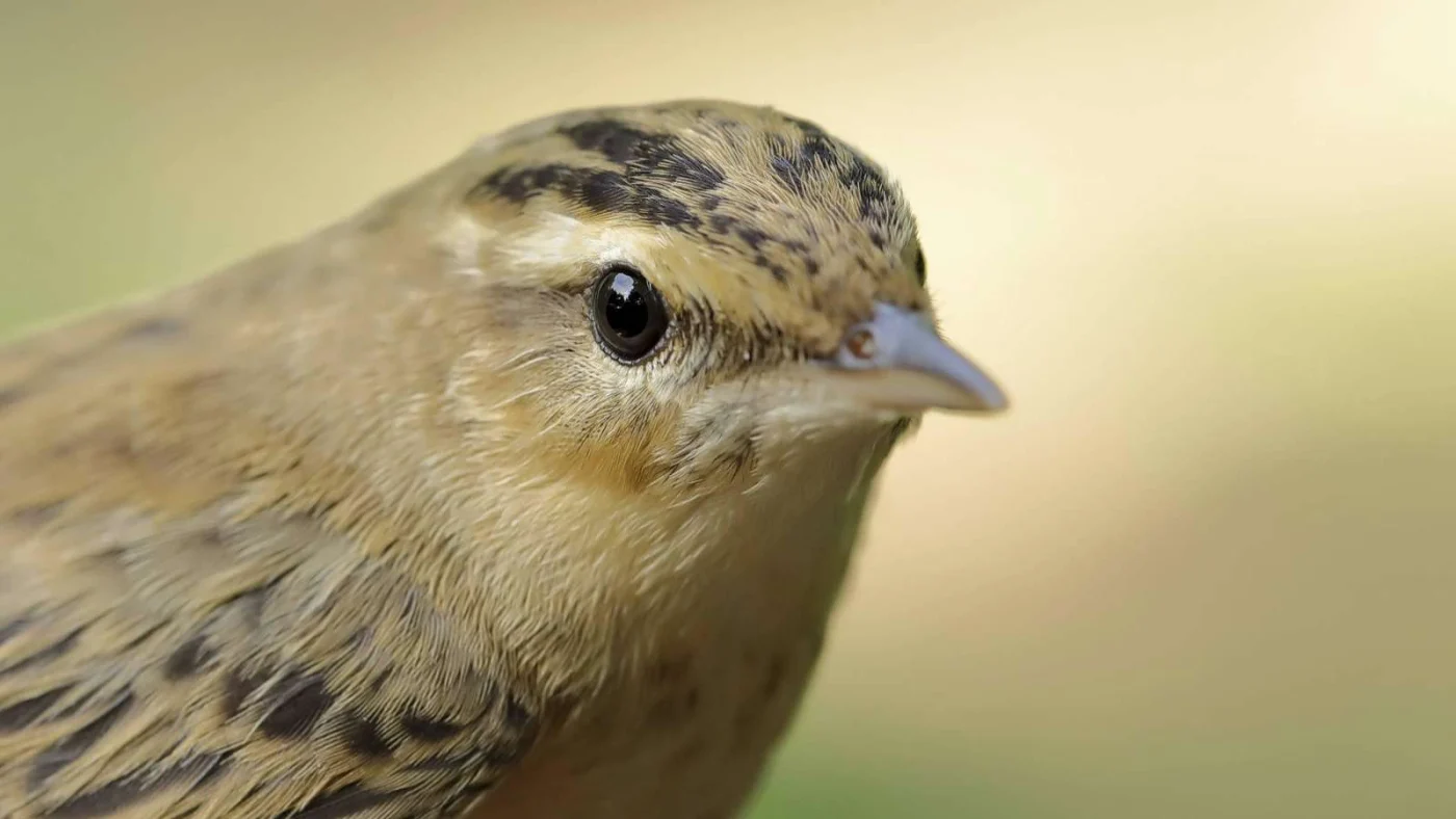 Der Schilfrohrsänger (Acrocephalus schoenobaenus) in freier Natur