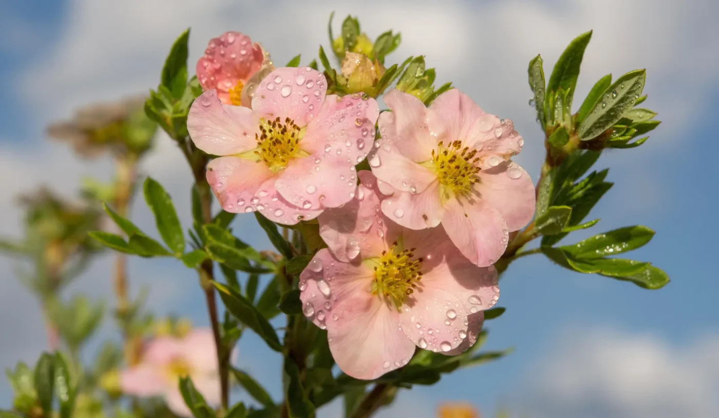 Der ultimative Garten-Allrounder: Warum der Fingerstrauch in keinem Beet fehlen darf