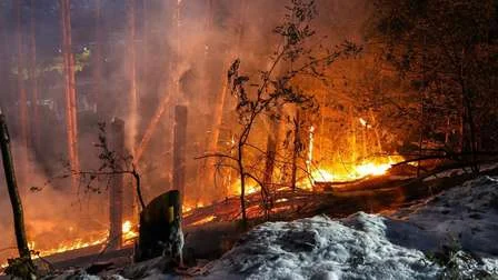 Die Bäume standen an einem Steilhang im Hangener Wald in Flammen.