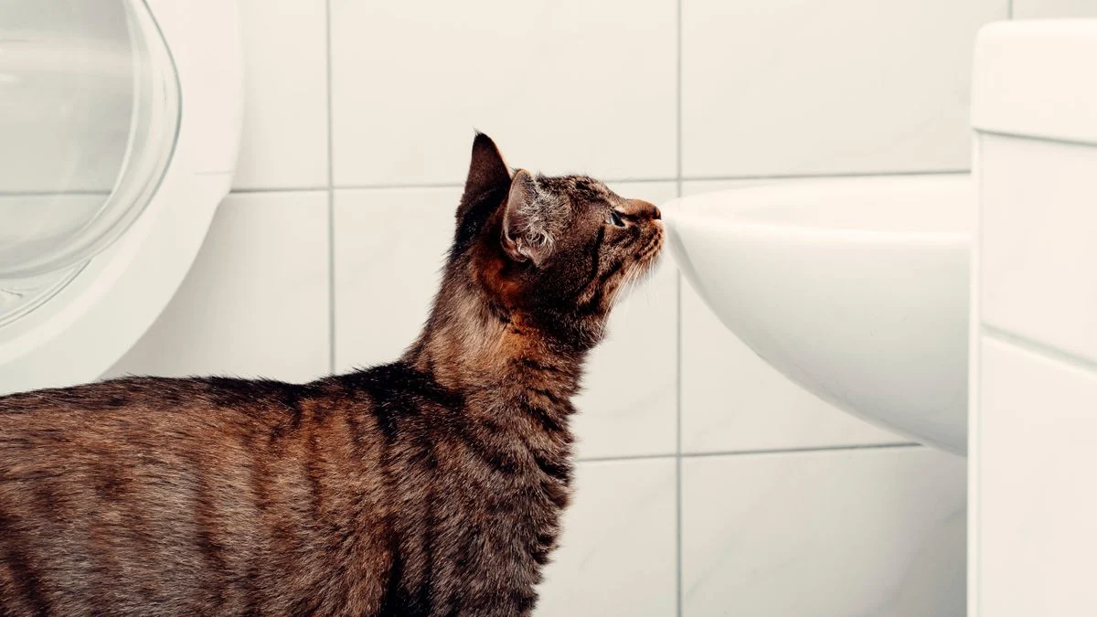 Die chemische Visitenkarte: So identifizieren sich Katzen über Urinduft