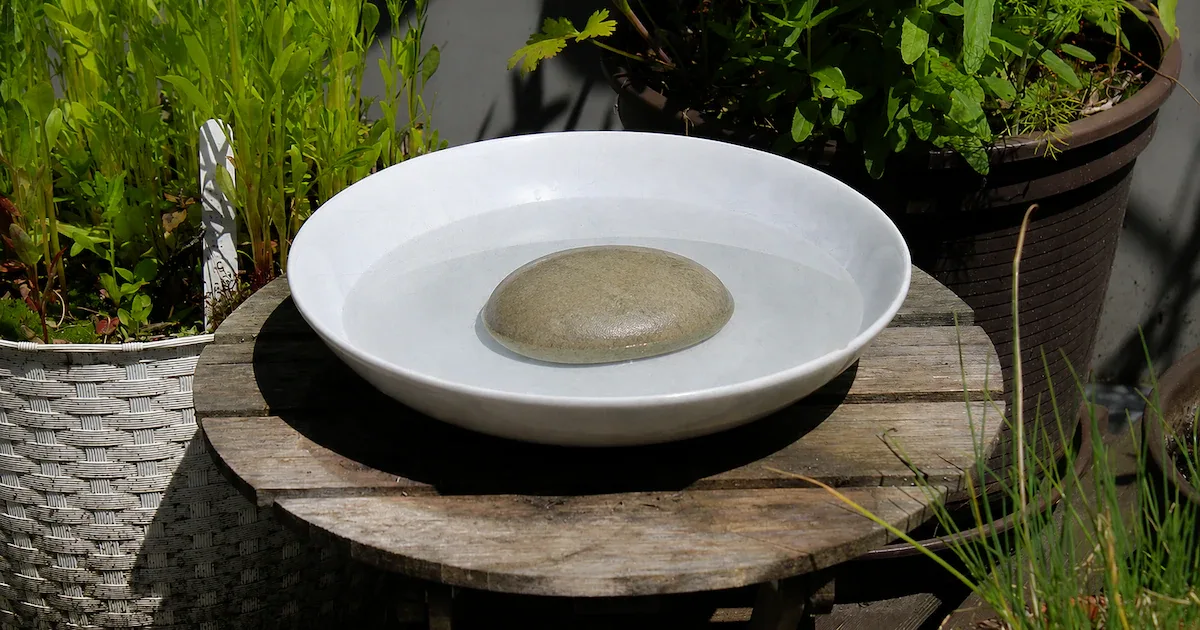 Ein alter Suppenteller im Garten: Wie simples Wasser die eigene Obsternte schützt