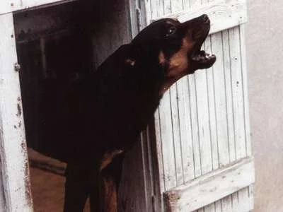 Ein Rottweiler steht mit geöffnetem Maul in einer kleinen, weißen Holztüröffnung an einer Hauswand.