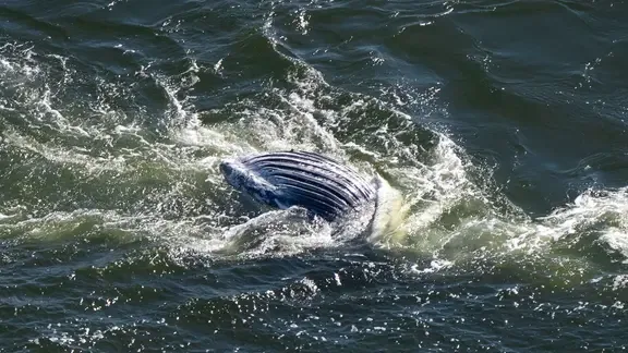 Ein toter Wal wird per Schiff an einem Seil durch den Greifswalder Bodden geschleppt.