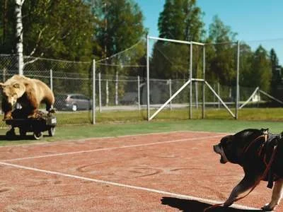 Ein unechter Bär auf einem kleinen Wagen mit Rädern steht auf einem Tennisplatz, während ein Hund mit Geschirr ihm gegenübersteht.