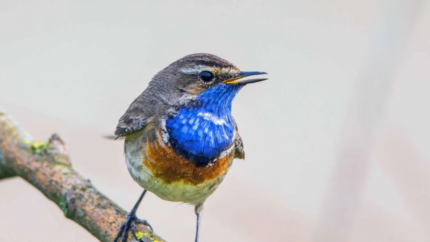 Ein weißsterniges Blaukehlchen auf einem Stock in freier Natur.