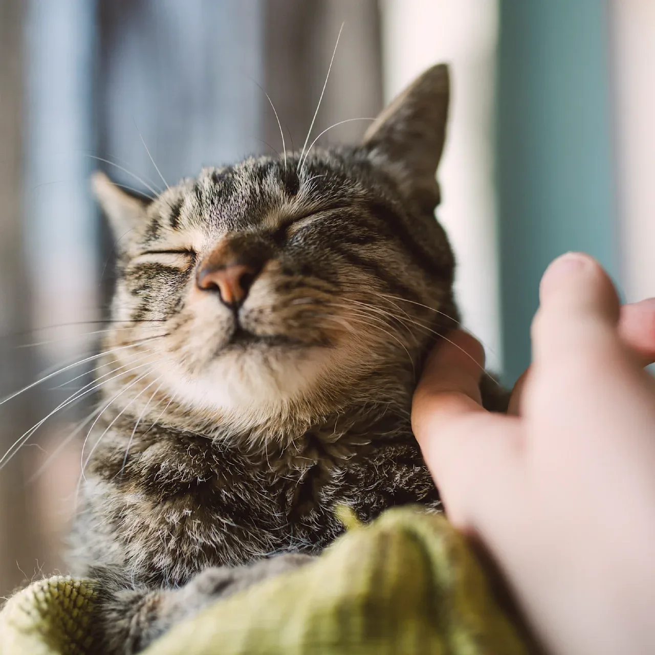 Eine Katze, die gestreichelt wird.