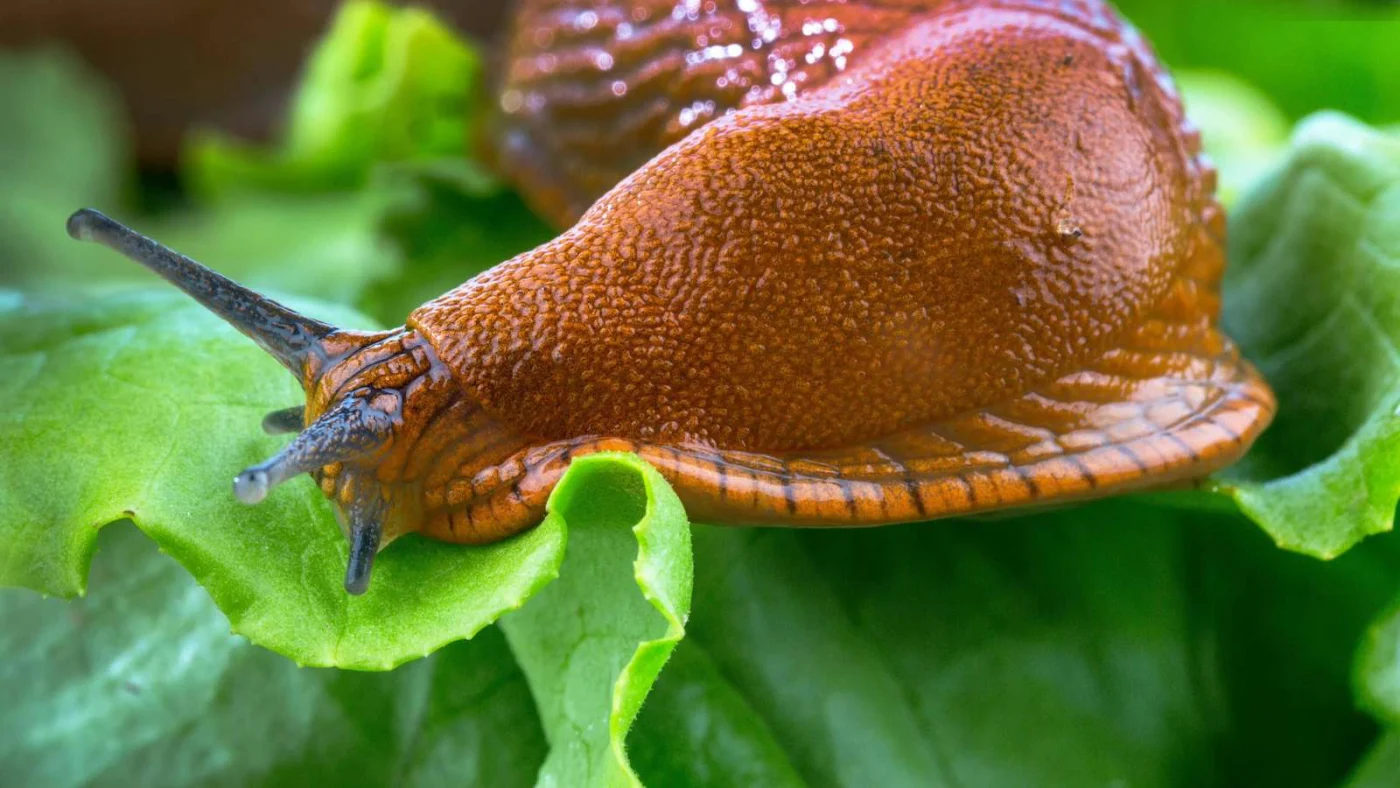 Eine rotbraune Nacktschnecke sitzt auf einem grünen Salatblatt und frisst daran, im Hintergrund eine weitere Schnecke unscharf.