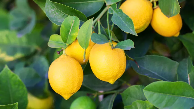 El limonero necesita riegos regulares, pero no en exceso. (Foto: Adobe Stock)