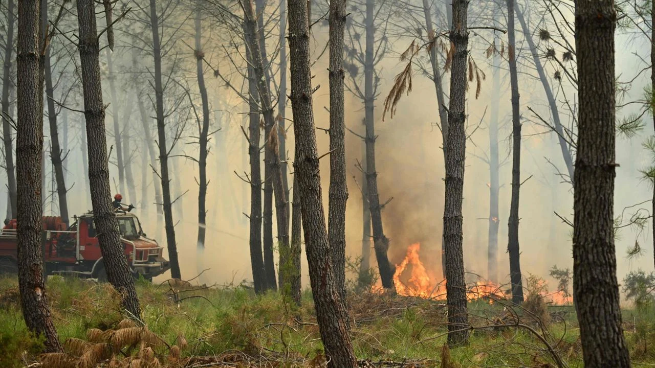 Europas Hitzekrise: Eine Bilanz der verheerenden Waldbrände