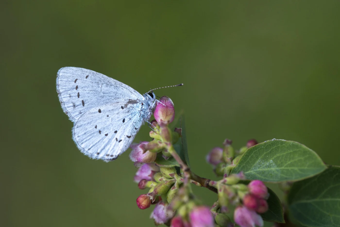 Faulbaumbläuling, ein blauer Schmetterling auf einem Zweig