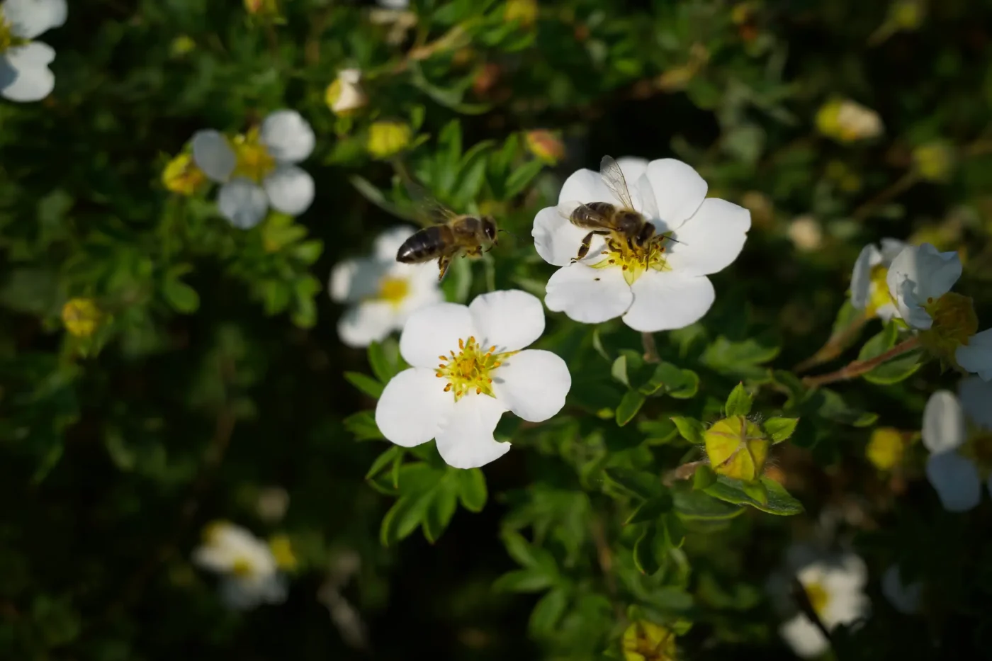 Fingerstrauch in weiß mit Bienen