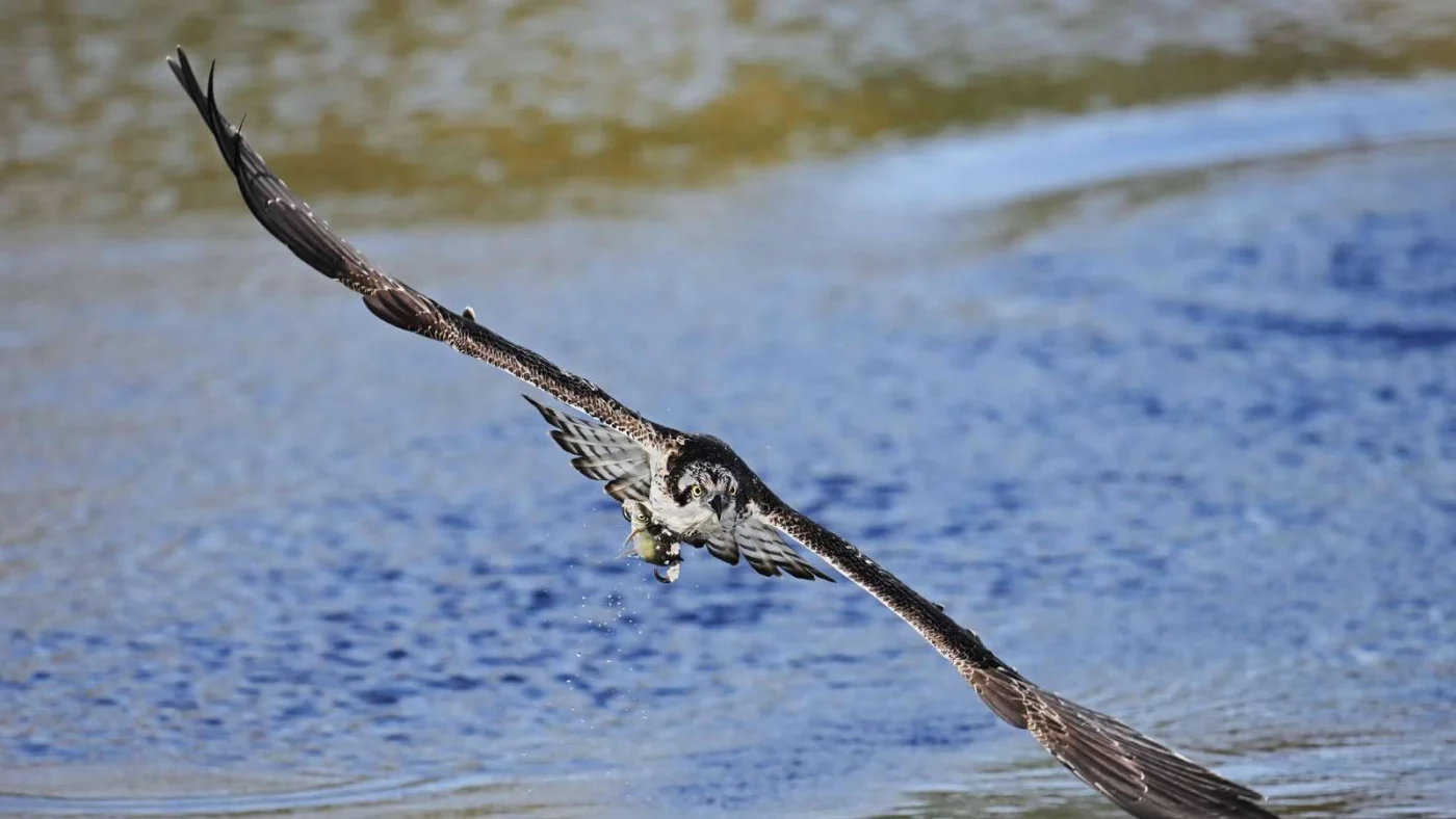 Fischadler (Pandion haliaetus) fliegt mit einem erbeuteten Fisch in den Fängen über einen See in Nordrhein-Westfalen