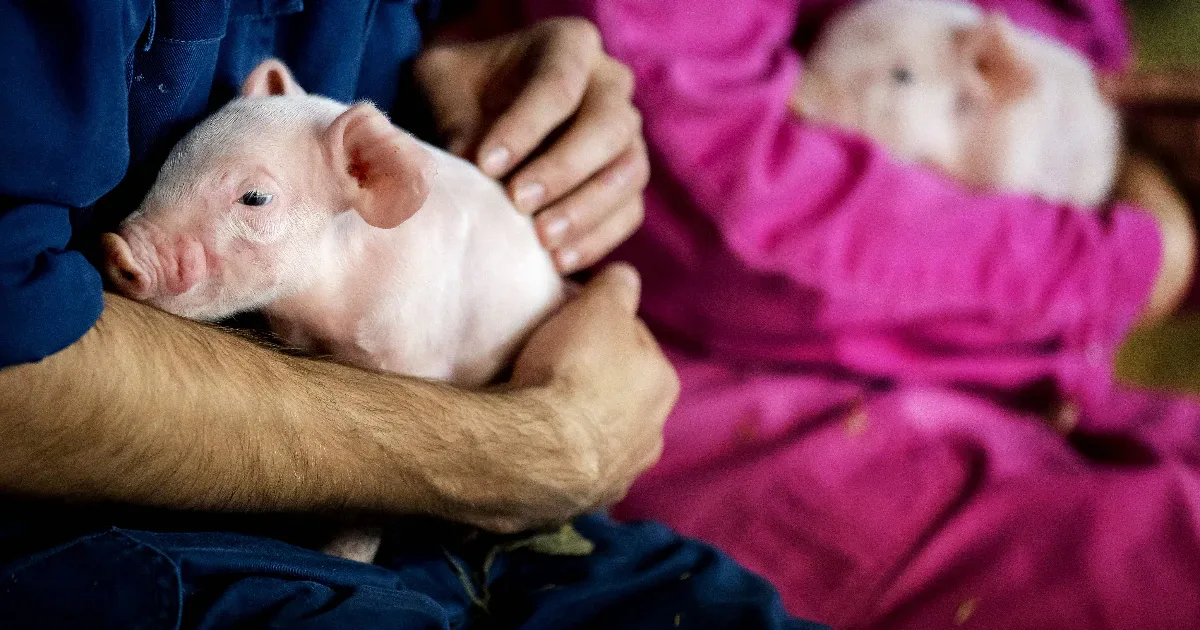 Freie Unterkunft auf Hawaii: Schweine-Schutzgebiet sucht Helfer für 20 Wochenstunden