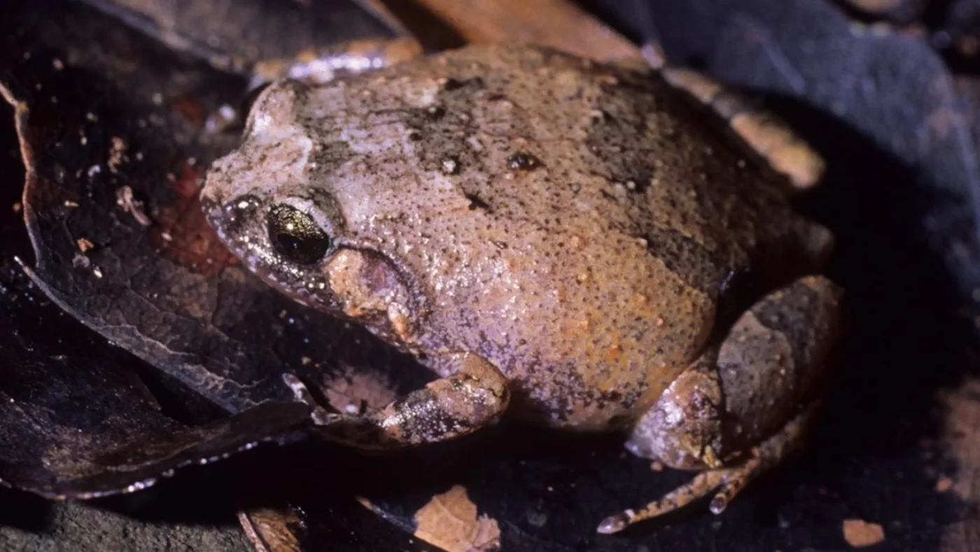 Frosch