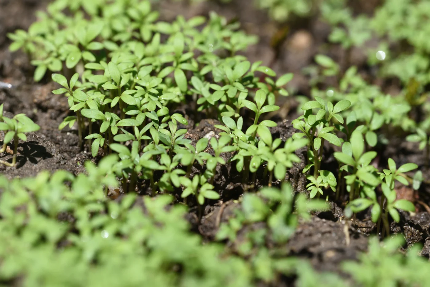 Gartenkresse wächst im Beet