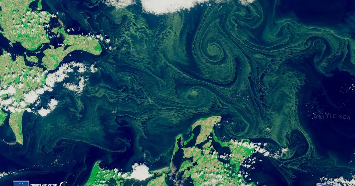 Gefahr in der Ostsee: Massive Blaualgen-Teppiche breiten sich aus