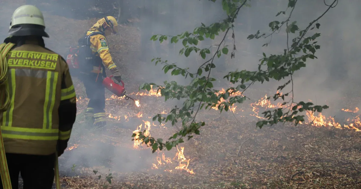 Großbrand in Hürtgenwald: 25 Hektar Wald in Flammen – Evakuierungen laufen