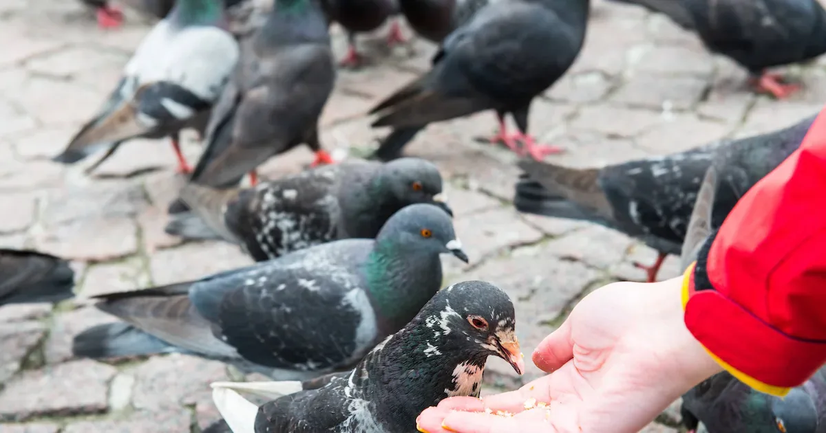 Haftstrafe droht: Rentner riskiert Gefängnis wegen Taubenfütterung