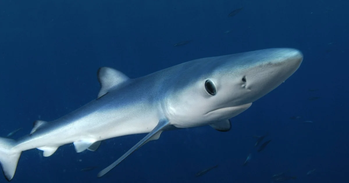 Hai-Angriff vor Irland: Angler bei Blauhai-Attacke an Bord schwer verletzt