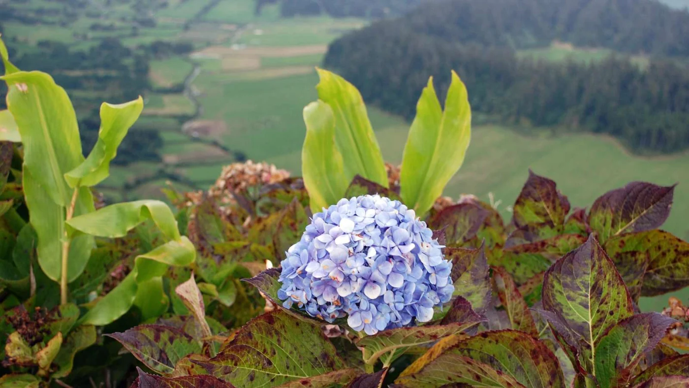 Hortensien