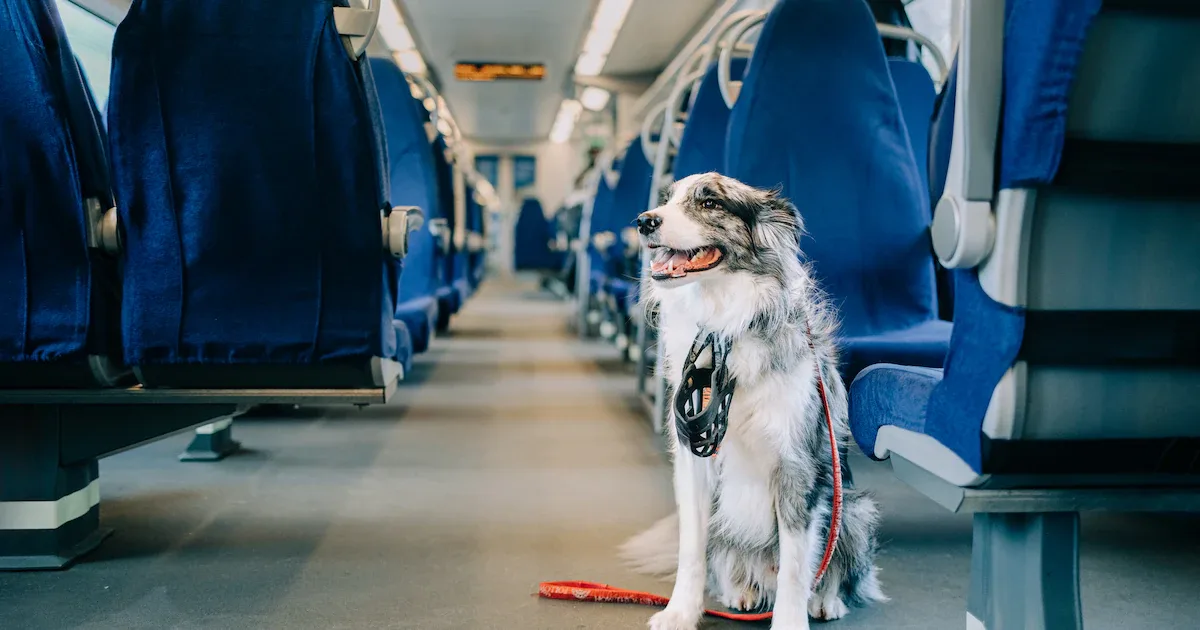 Hund im Zug mitnehmen: 50 Prozent Fahrpreis, Maulkorbpflicht und Ticketregeln bei der Bahn