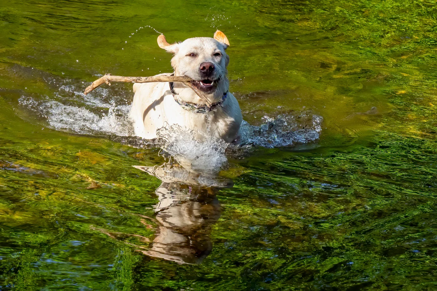 Hund spielt im Wasser