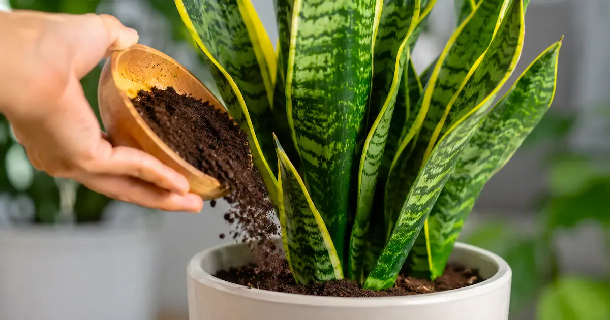 Kaffeesatz im Garten: So düngen Sie Ihren Bogenhanf richtig