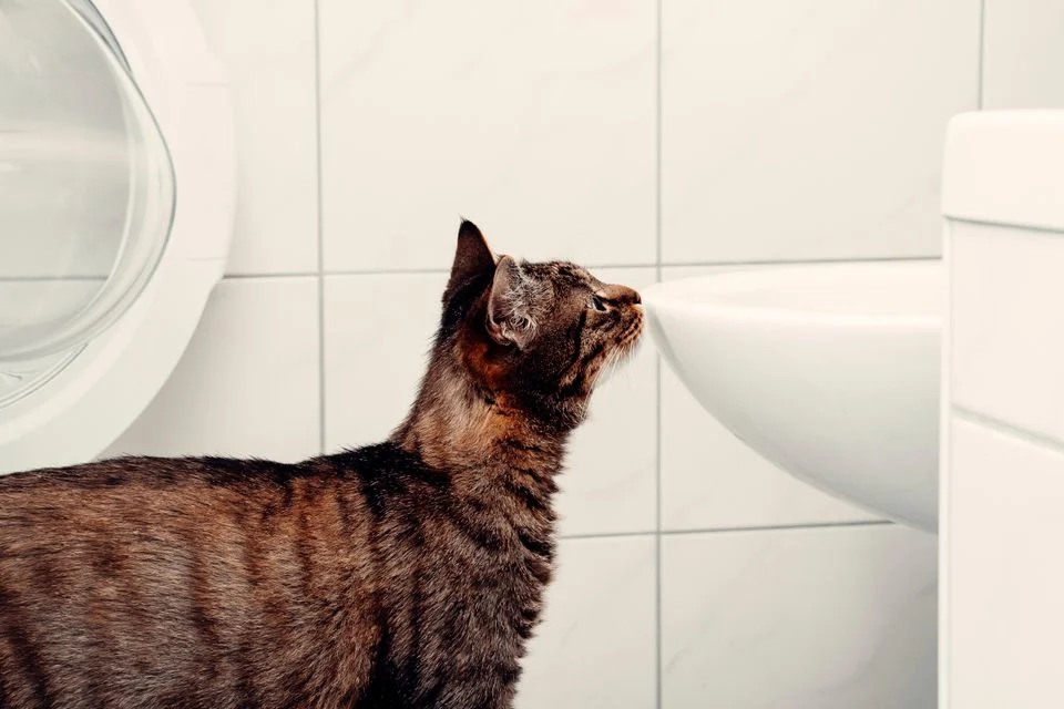 Katze vor Toilettenschüssel