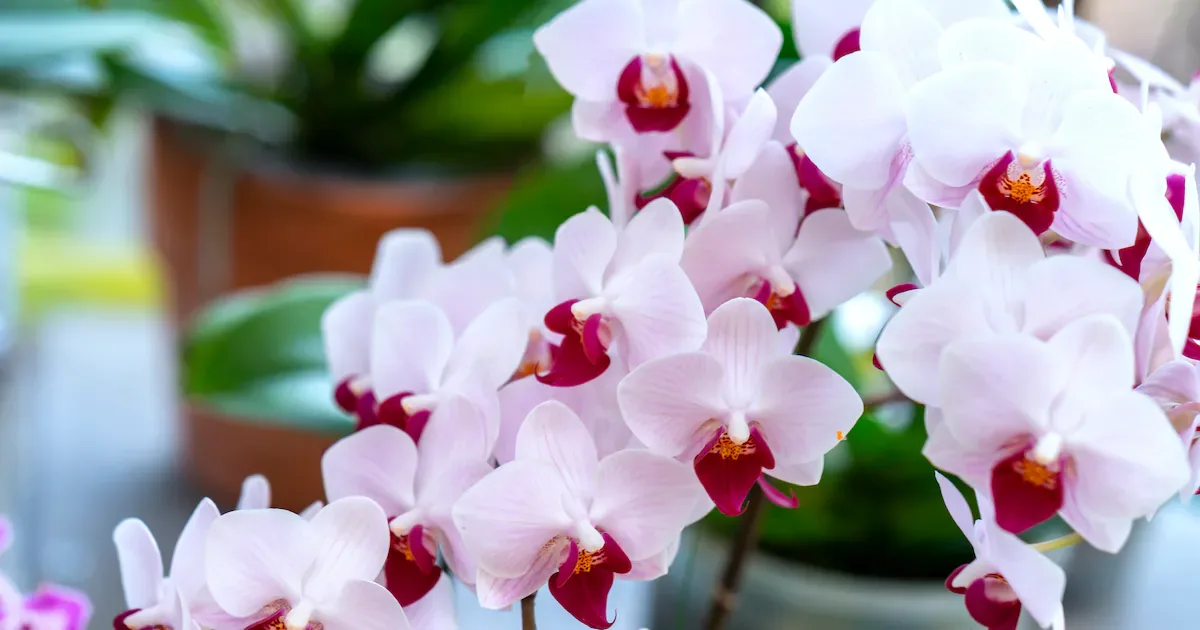 Küchen-Geheimnis: So bringen Sie Ihre Orchideen mit Hefe zum Blühen