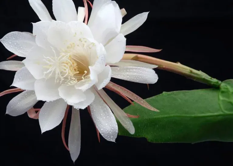 La dama de noche llena de aroma el jardín. (Foto: Adobe Stock)