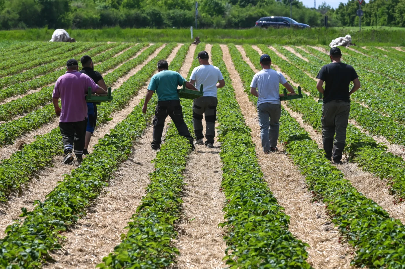 Landwirtschaft in Sachsen-Anhalt