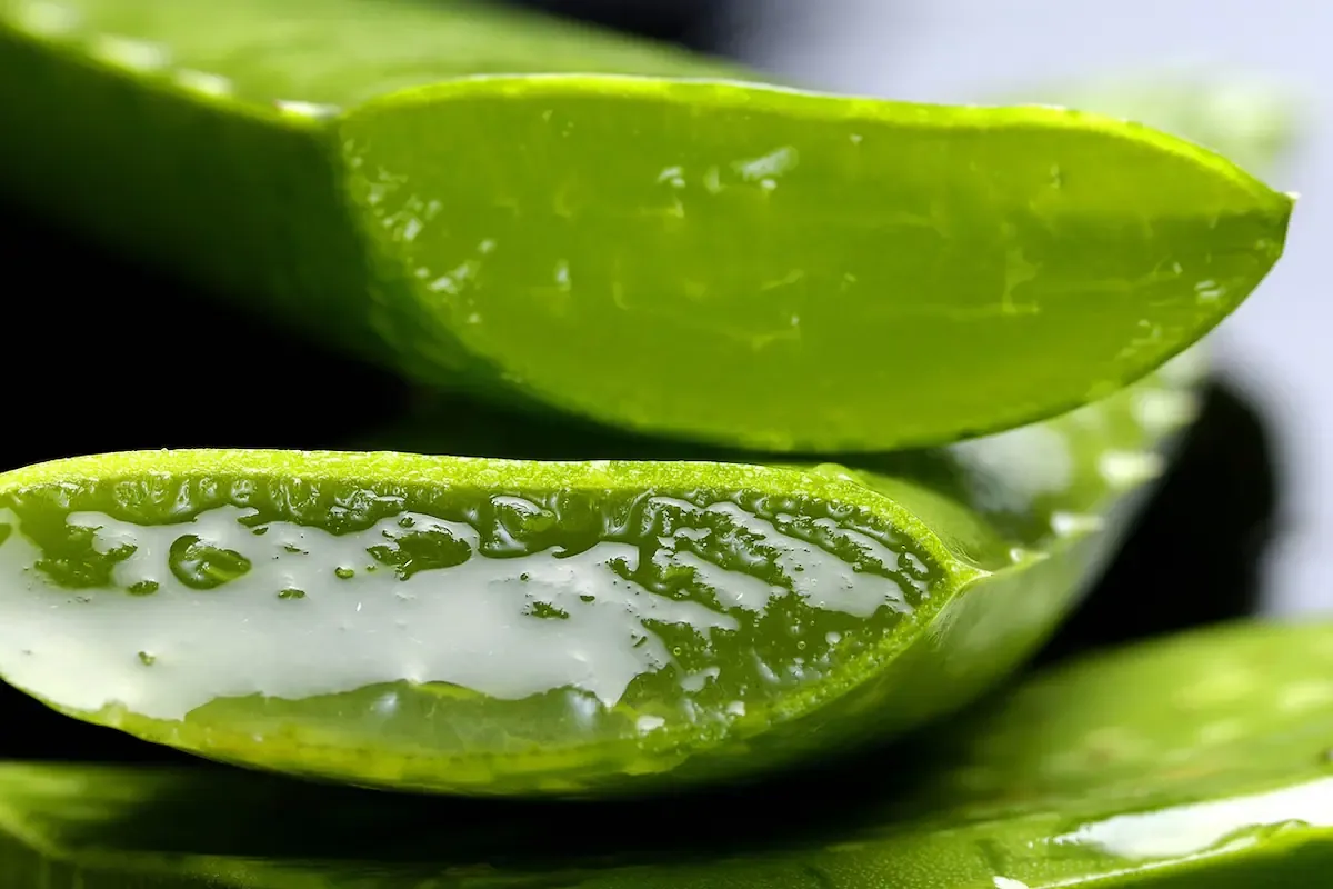 Las propiedades hidratantes, antiinflamatorias y cicatrizantes convierten a la aloe vera en una aliada perfecta para mantener la piel firme, suave y libre de imperfecciones. Imagen: archivo.